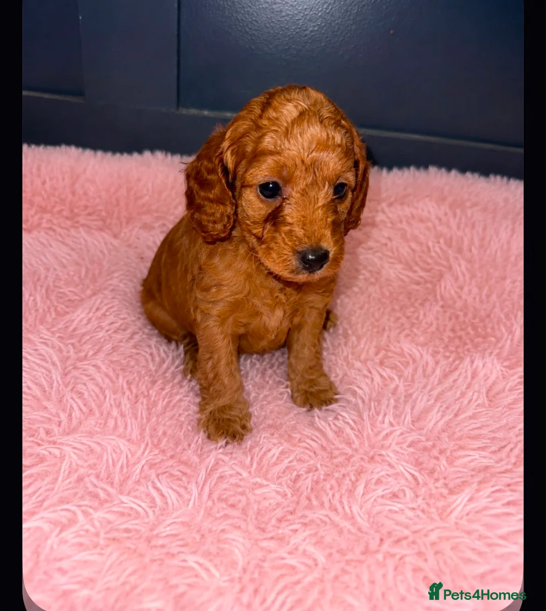 Cockapoo dogs for sale: F1BB Cockapoo Puppies , - Advert 7