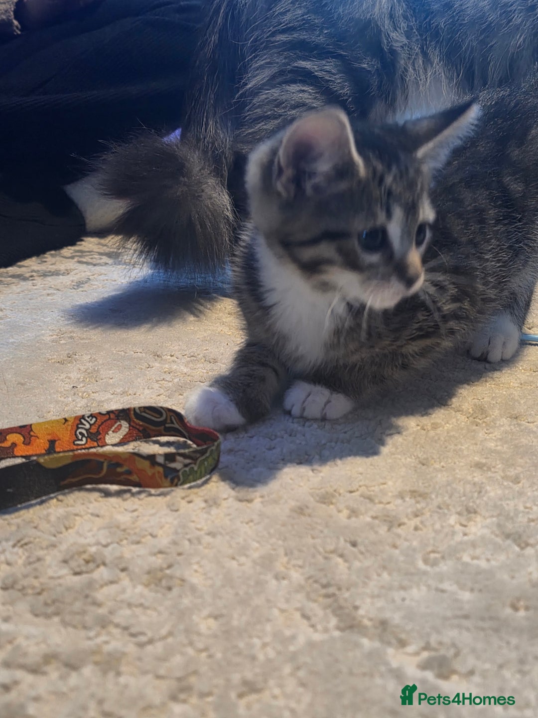 Maine Coon cats for sale: Mainecoon X  - Advert 4