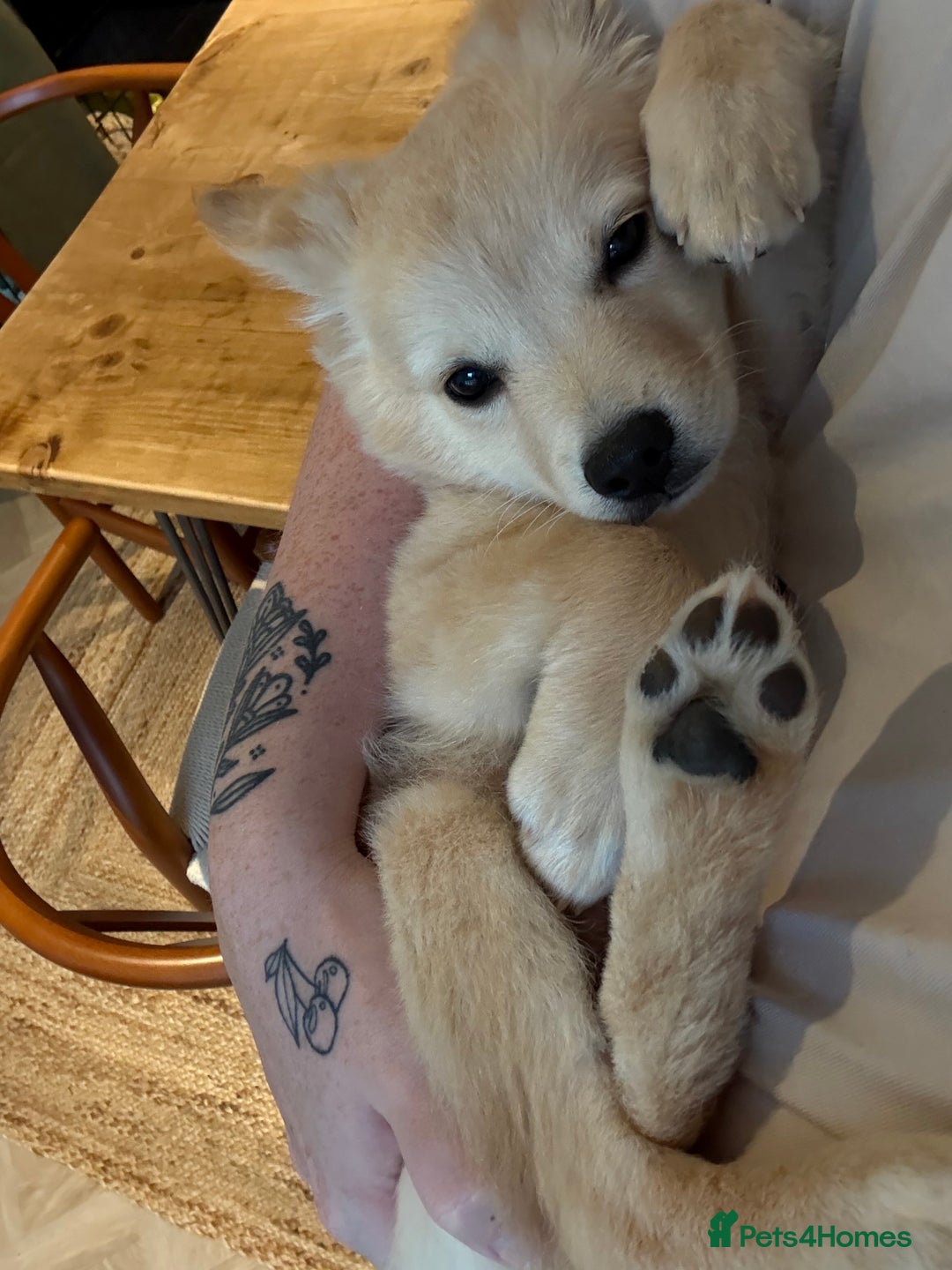 Mixed Breed dogs for sale: Chihuahua x Italian Volpino - Image 10