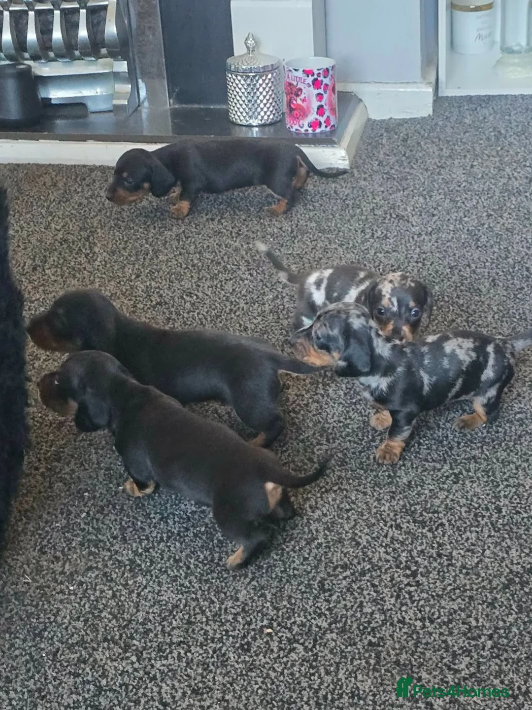 Miniature Dachshund dogs for sale: Miniature dachshunds  - Advert 3