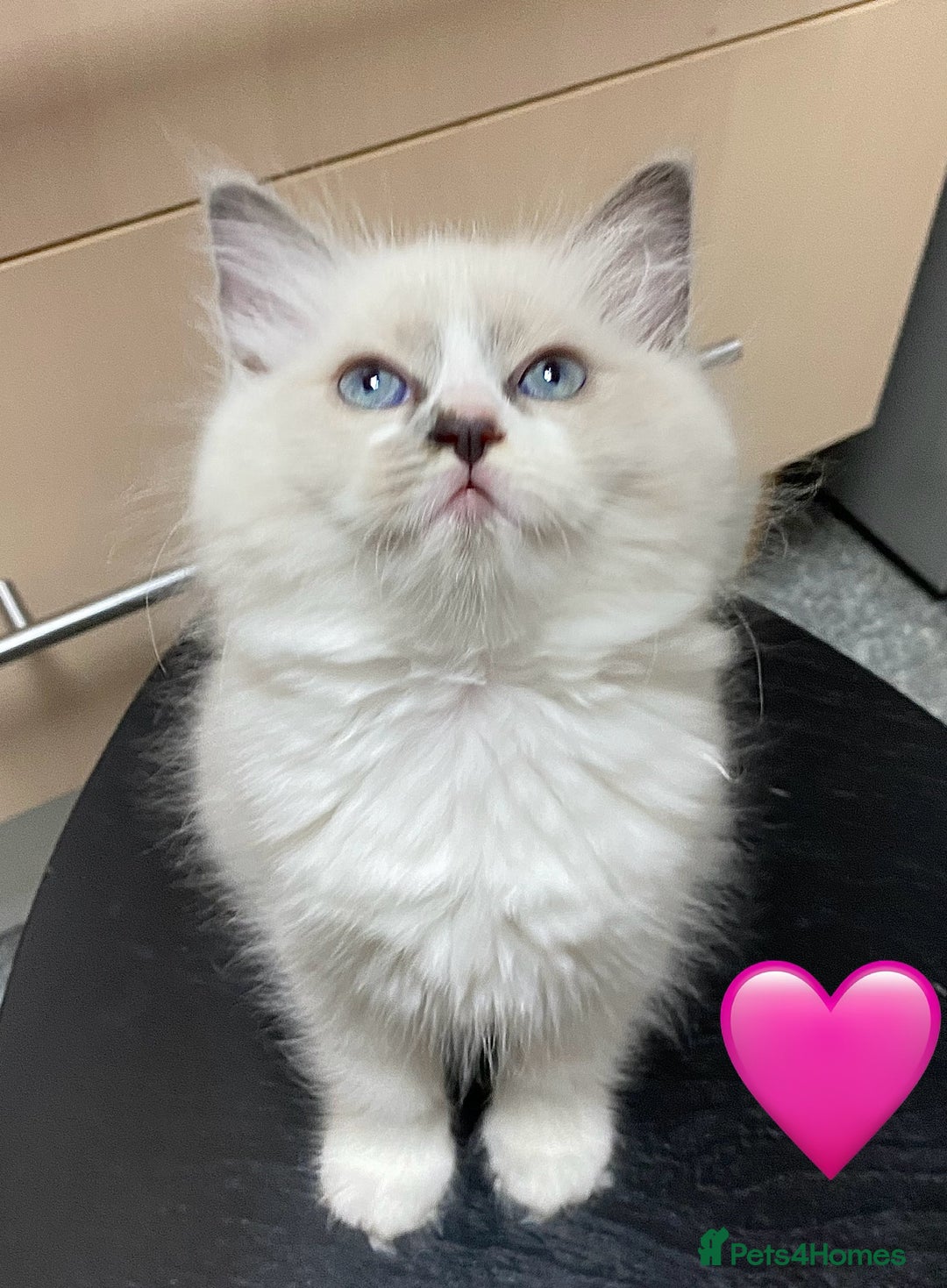 Ragdoll cats for sale: Ragdoll kittens one girl available  - Image 14