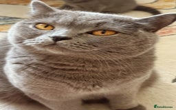 British Shorthair cats for sale: Gorgeous Kittens Ready to Find Their Forever Homes - Image 10