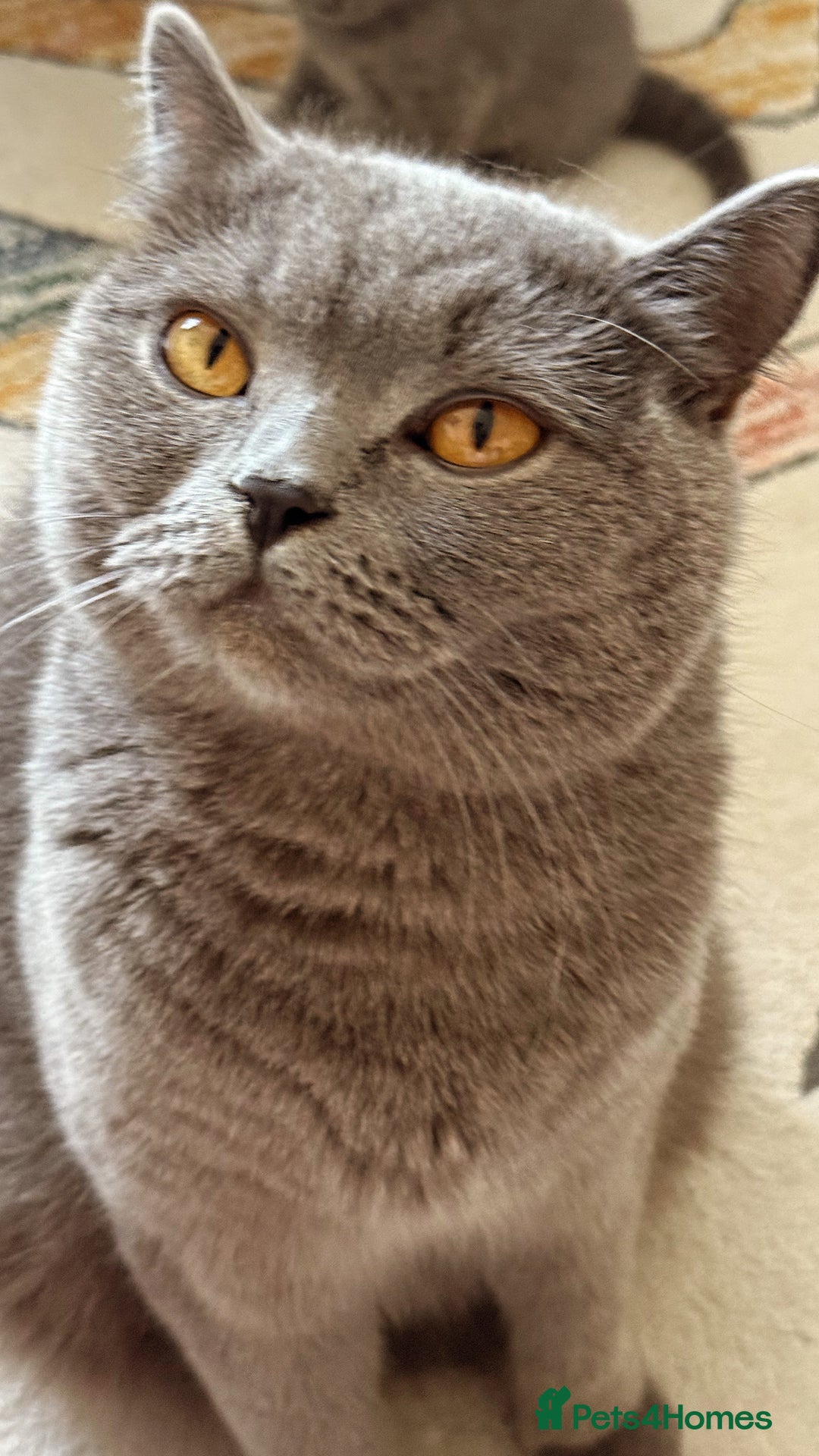 British Shorthair cats for sale: Gorgeous Kittens Ready to Find Their Forever Homes - Image 10