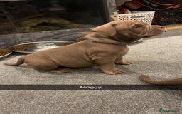 American Bully dogs for sale: Pocket bullies  ready to leave!! (Reduced) - Image 18