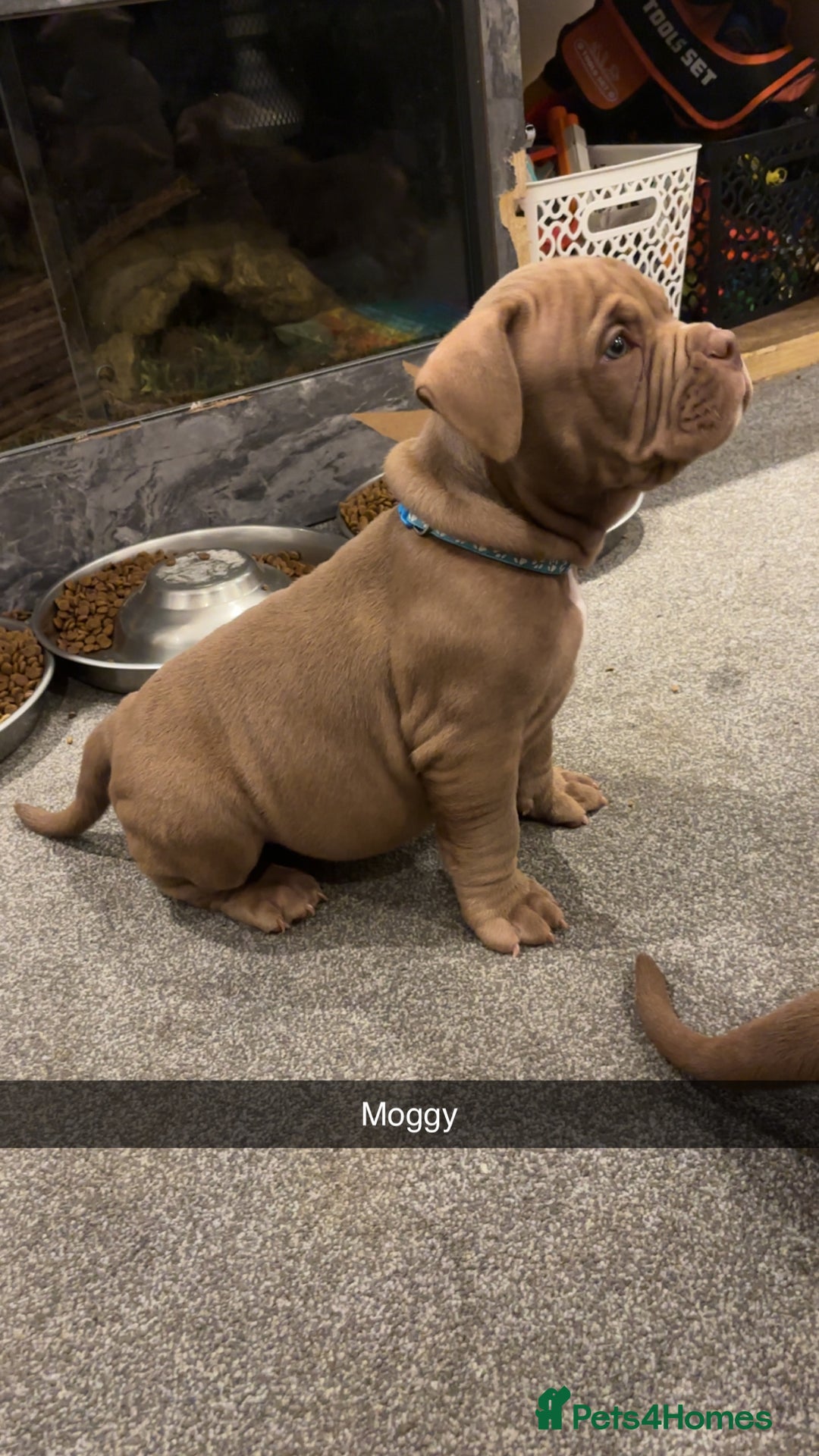 American Bully dogs for sale: Pocket bullies  ready to leave!! (Reduced) - Image 18