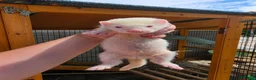 Ferret rodents for sale: Ferret kits - Advert 6