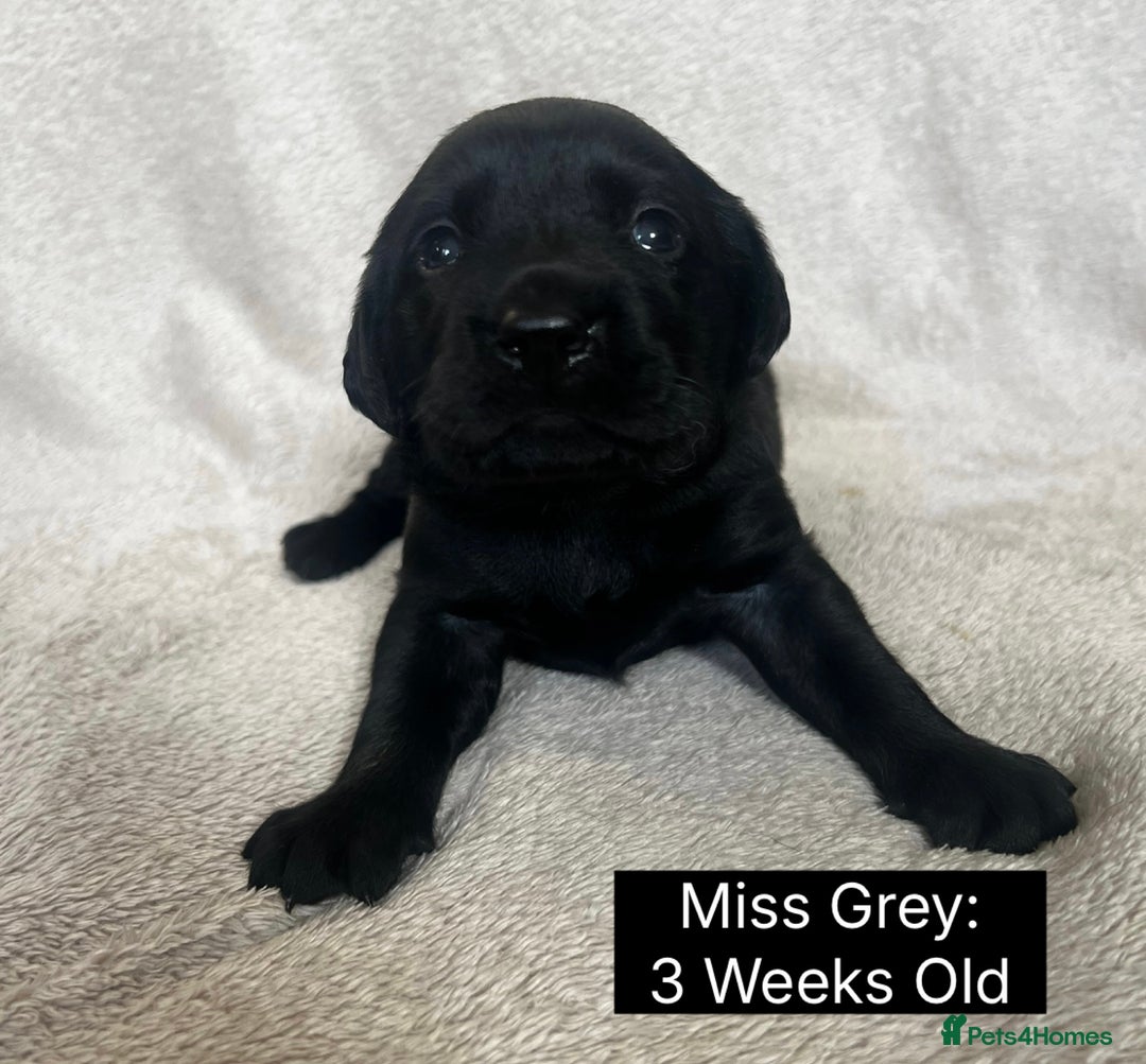 Labrador Retriever dogs for sale: 🖤🤎Superb, Kc Reg, Health Tested, Lab Pups🤎🖤 - Advert 23