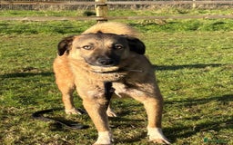 Mixed Breed dogs for adoption: Levi - Norwich Norfolk  - Image 7