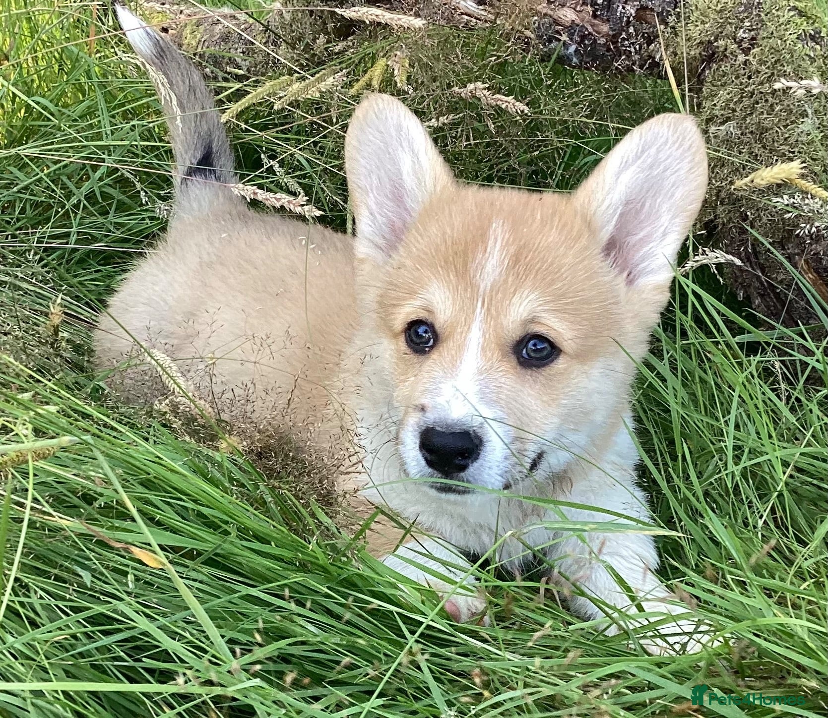 Welsh Corgi Pembroke dogs Super Freindly Welsh Pembroke Corgi - Advert 2