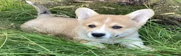 Welsh Corgi Pembroke dogs for sale: Super Freindly Welsh Pembroke Corgi - Advert 5