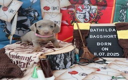 Miniature Dachshund dogs for sale: KC Reg short haired miniature dachshunds - Image 6