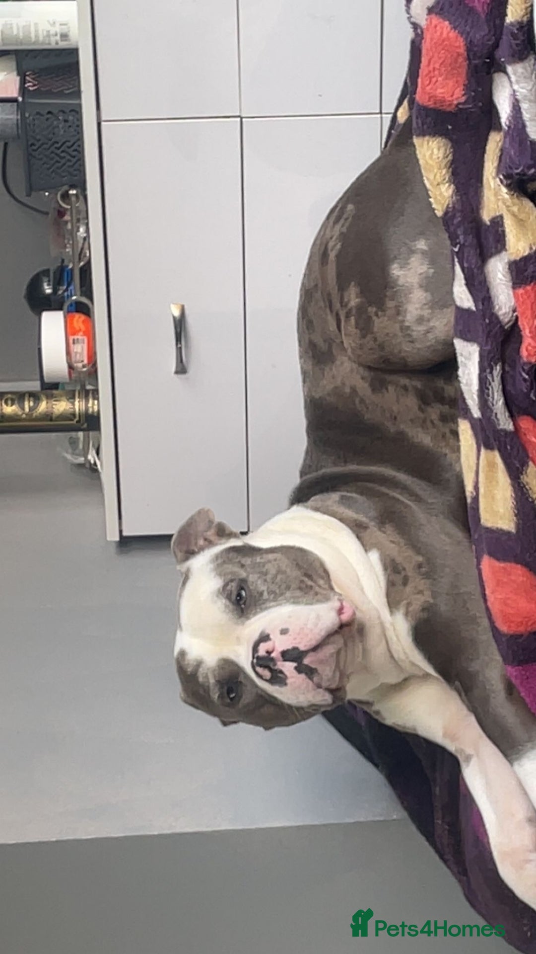 Mixed Breed dogs for sale: X bully cross staff  - Image 3