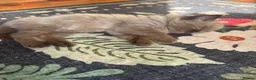 Ragdoll cats for sale: 2 boys for £700 (one from my other advert) - Advert 26