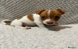 Jack Russell dogs for sale: Jack Russell puppies (JUST 1 LEFT) (LUNA) - Image 7
