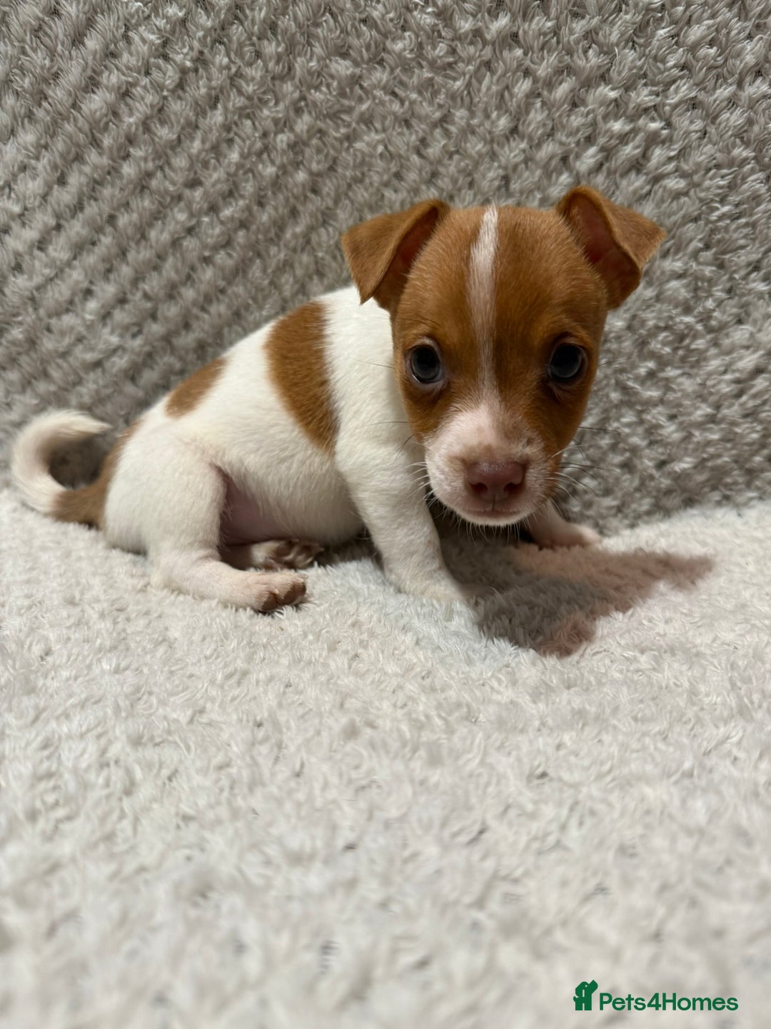 Jack Russell dogs for sale: Jack Russell puppies (JUST 1 LEFT) (LUNA) - Image 7