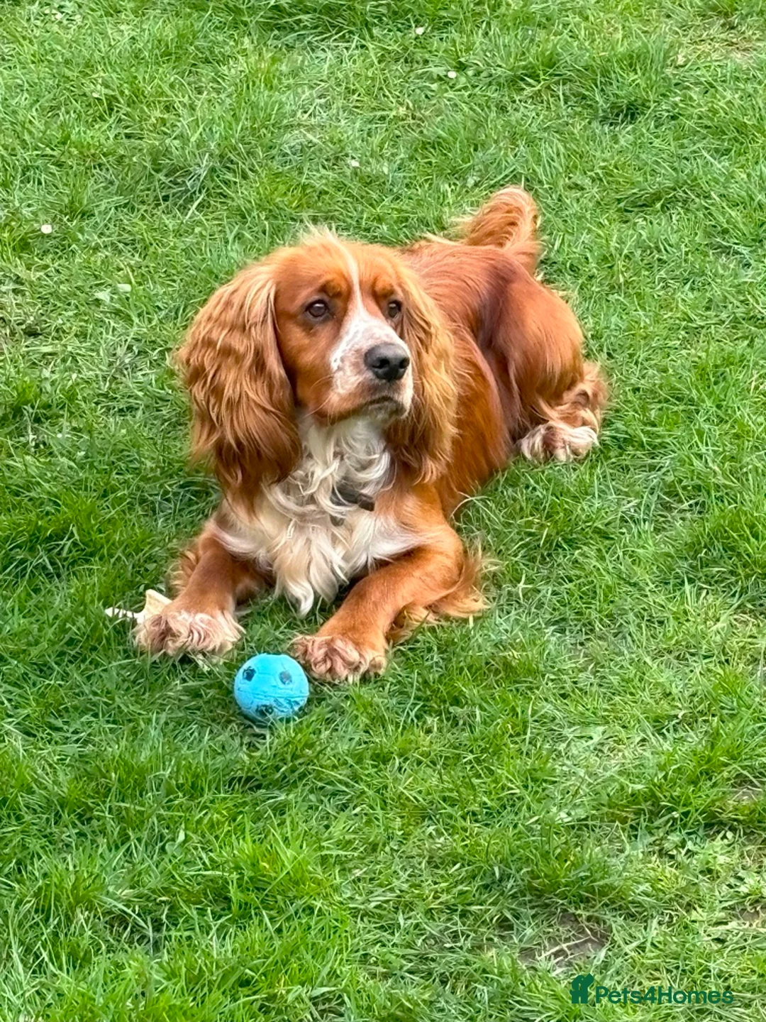 Cocker Spaniel dogs for stud: For Stud only in Reading - Advert 2