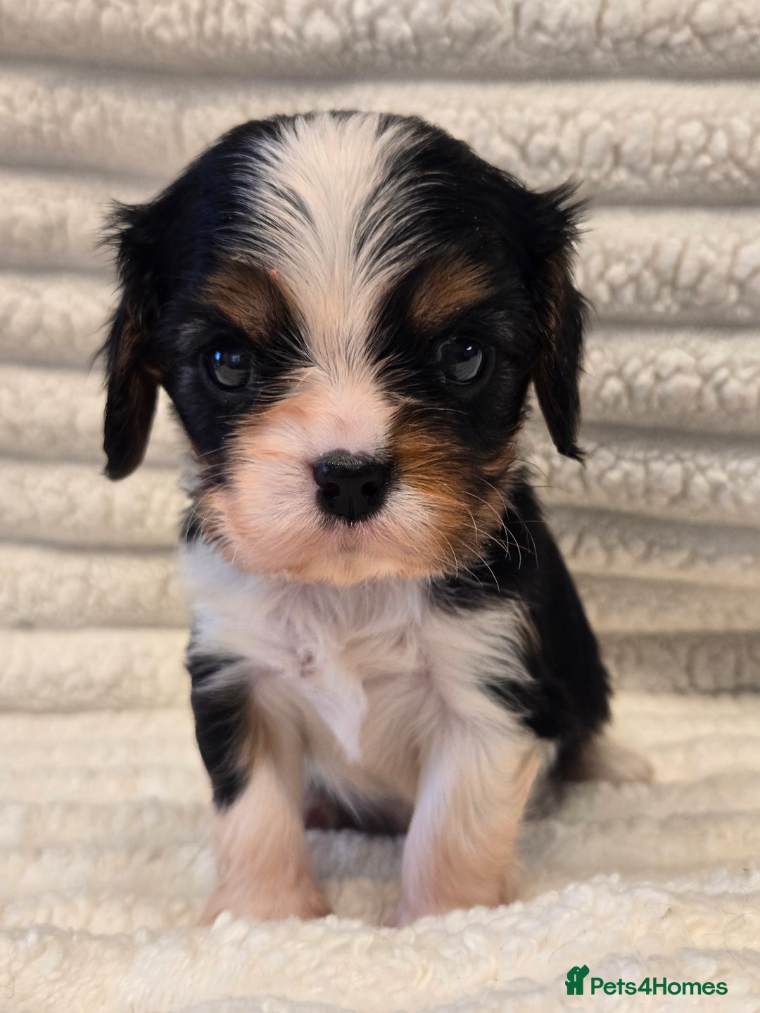 Cavalier King Charles Spaniel dogs for sale: KC Reg fully health tested parents cavvie pups  - Advert 10