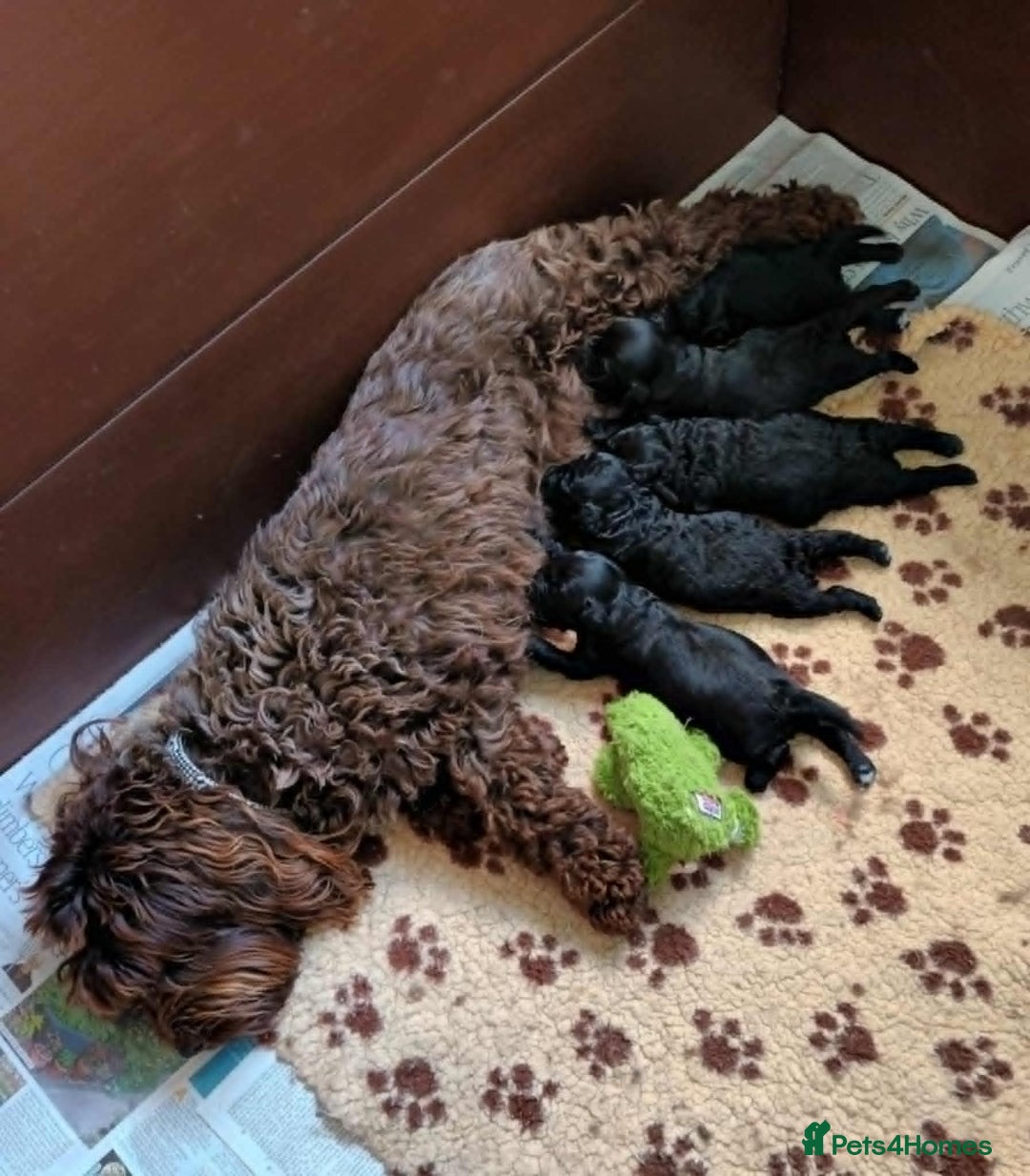Sproodle dogs for sale: TOY F1b SPOODLE/COCKAPOOS - Image 10