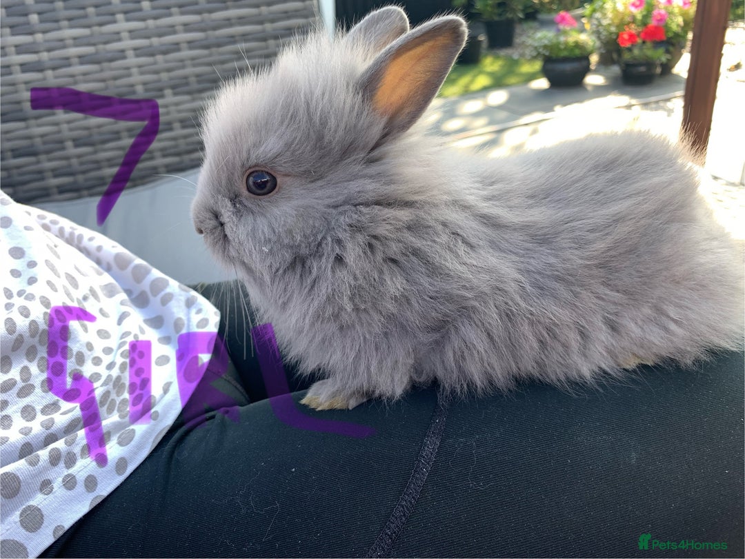 Lionhead rabbits for sale: 7 Beautiful double mane Lionhead Bunnies  - Image 25
