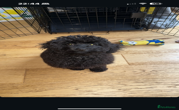 Cockapoo dogs Poppy - Advert 1