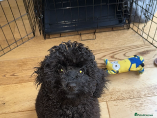 Cockapoo dogs Poppy - Advert 1