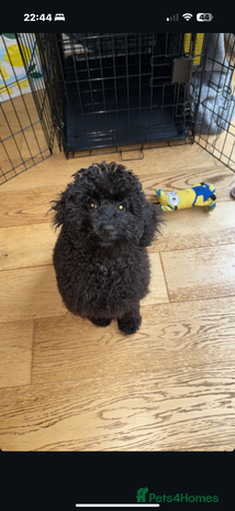 Cockapoo dogs Poppy - Advert 1