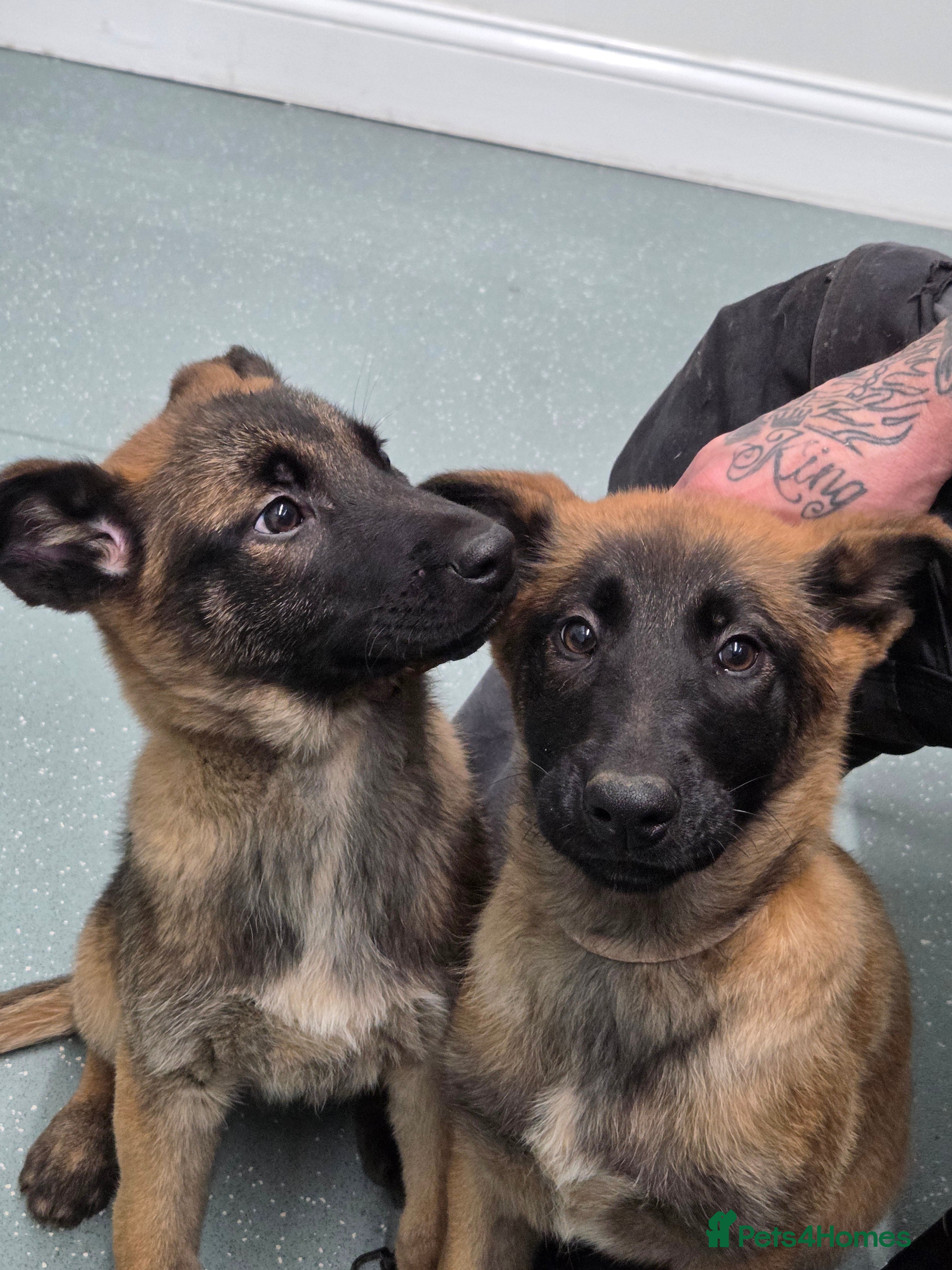 Belgian Shepherd Dog dogs Belgian malinois - Advert 3