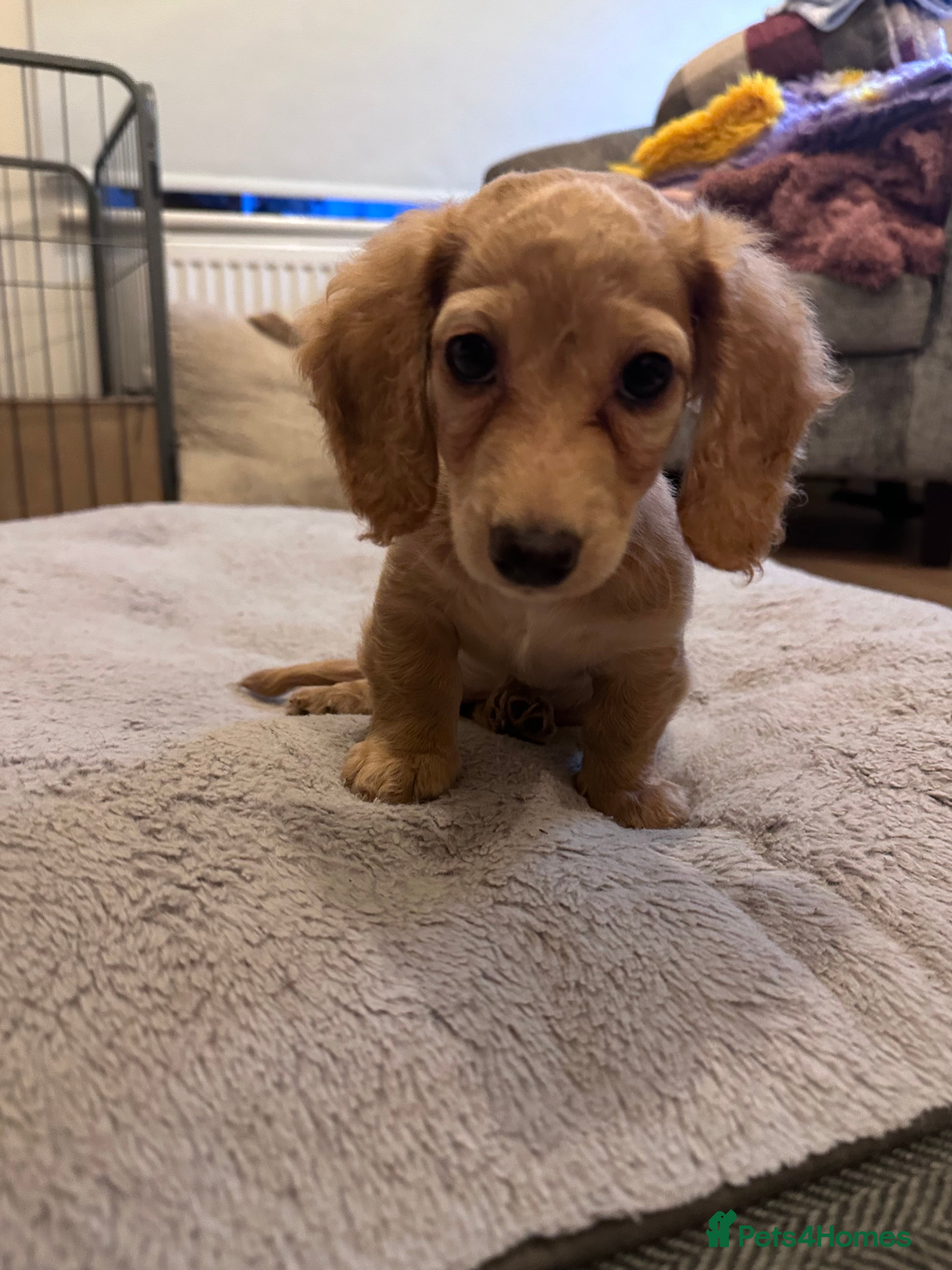 Miniature Dachshund dogs for sale: Miniature long haired dachshunds  - Advert 5