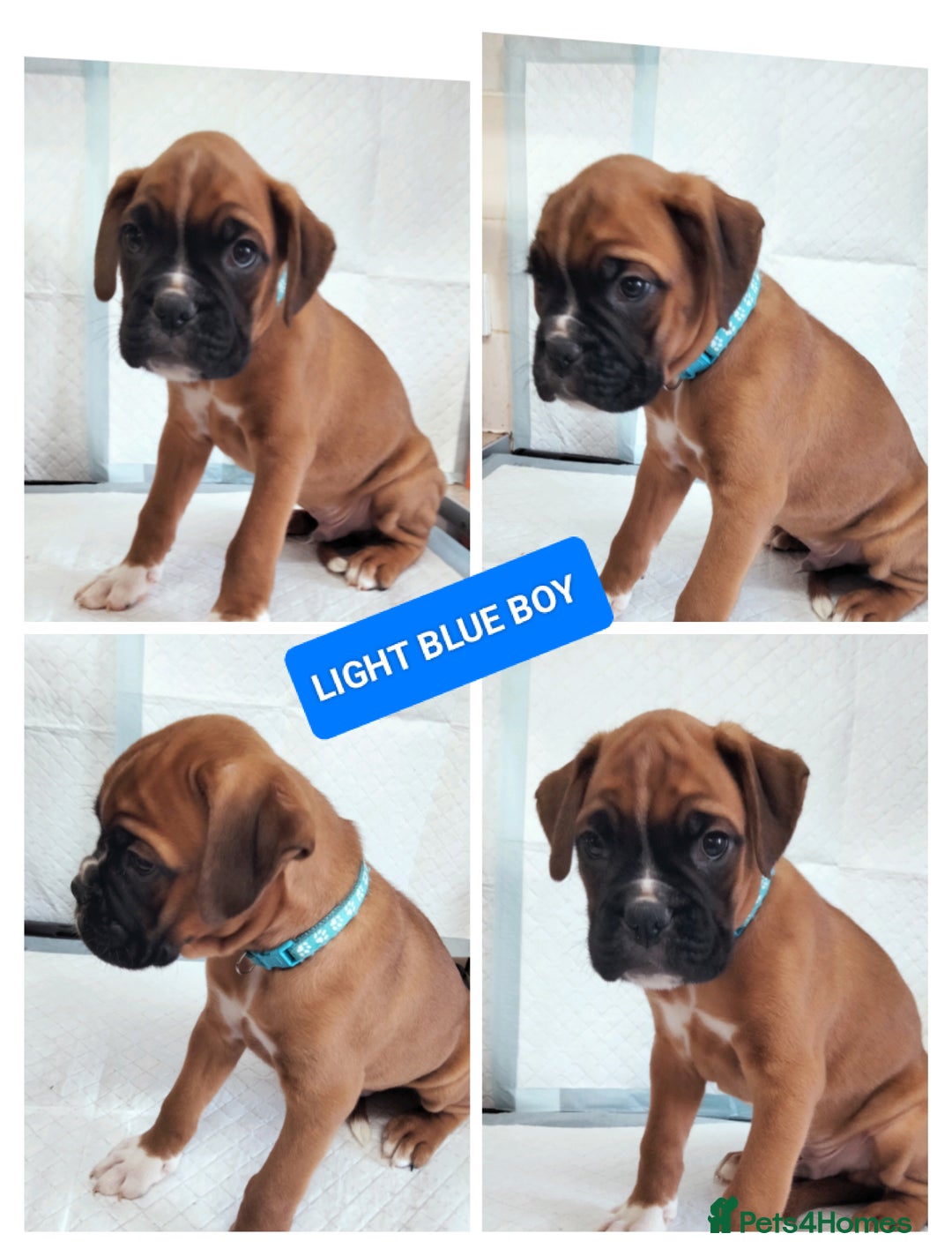 Boxer dogs for sale: Gorgeous Chunky Boxer Puppies  - Image 7