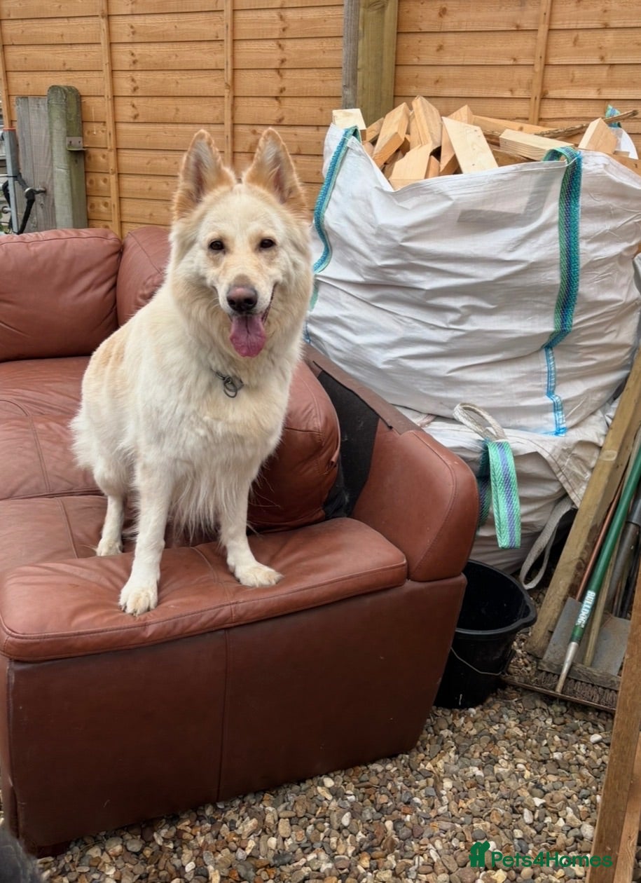 German Shepherd dogs Apricot/Cream GSD FEMALE  - Advert 1