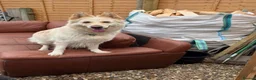 German Shepherd dogs for sale: Apricot/Cream GSD FEMALE  - Advert 10