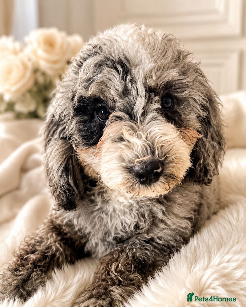 Cavapoo dogs Premium Quality Teddy Toy Cavapoos F1B - Advert 1