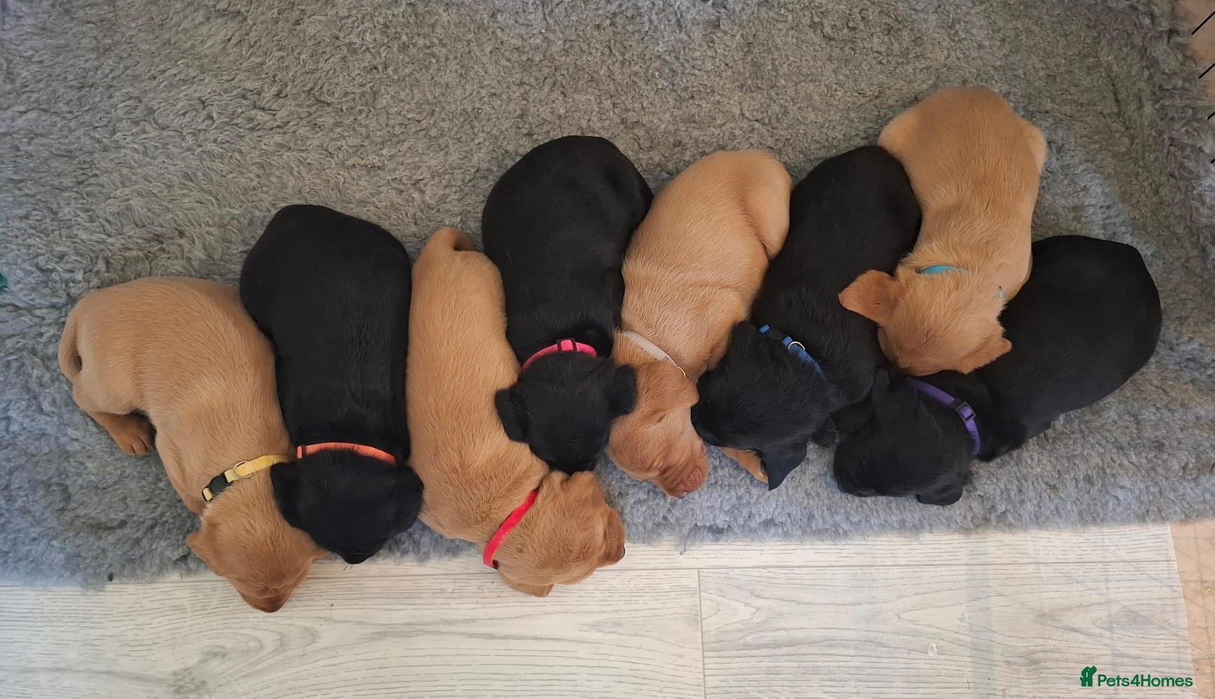 Labrador Retriever dogs Labrador Puppies – Black & Fox Red - Advert 14