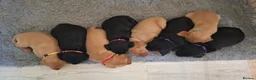 Labrador Retriever dogs for sale: Fox red male lab pup ready for collection - Advert 12