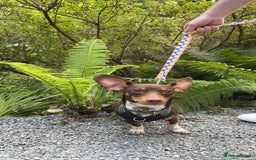 Mixed Breed dogs for sale: Ozzie (aka Weenie) - Miniature Dachshund Cross  - Image 2