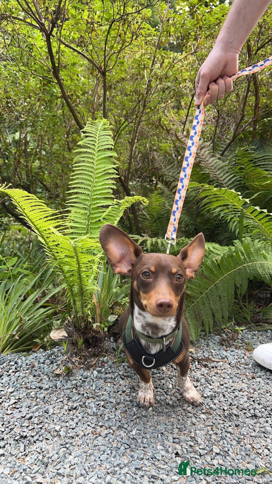 Mixed Breed dogs for sale: Ozzie (aka Weenie) - Miniature Dachshund Cross  - Image 2