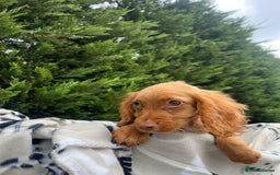Cocker Spaniel dogs for sale: Five beautiful cocker spaniels - Image 6