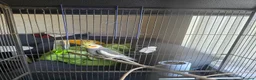 Cockatiels birds for sale: Cockatiel with cage in Nottingham - Advert 1