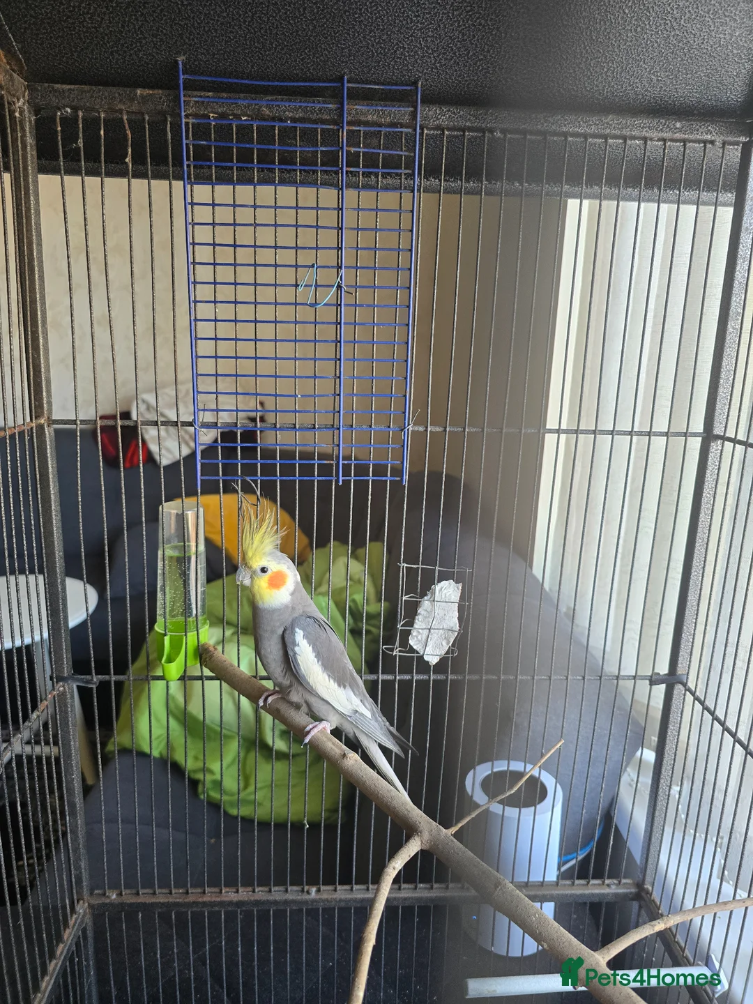 Cockatiels birds for sale: Cockatiel with cage in Nottingham - Advert 1