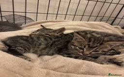 Mixed Breed cats for sale: Gorgeous kittens  - Image 9