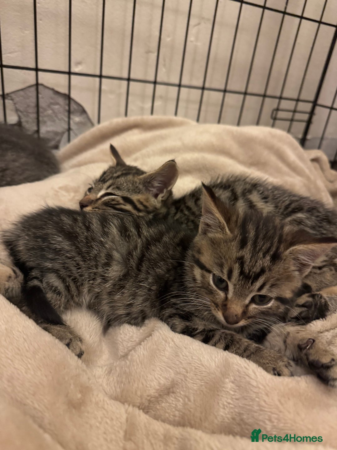 Mixed Breed cats for sale: Gorgeous kittens  - Image 9