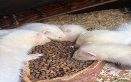 Ferret rodents for sale: Ferret Kits (albino, sandy, bew colours) - Image 6