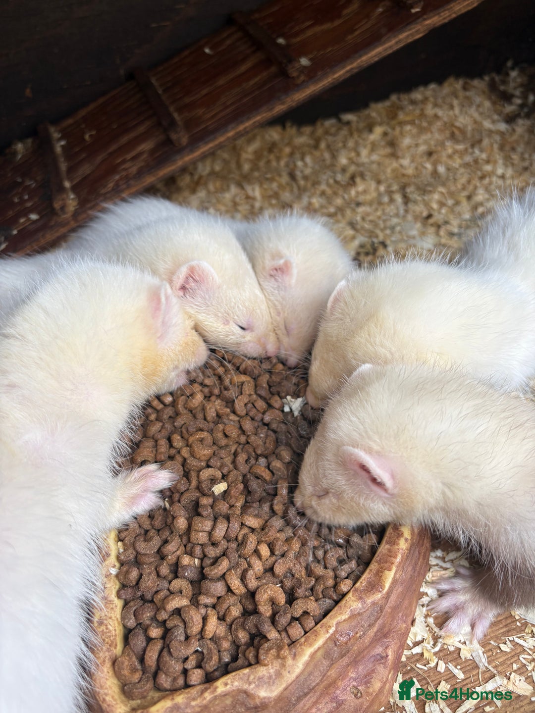 Ferret rodents for sale: Ferret Kits (albino, sandy, bew colours) - Image 6