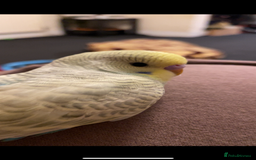 Budgerigars birds for sale: 2 Hand tamed budgies + cage  - Image 6