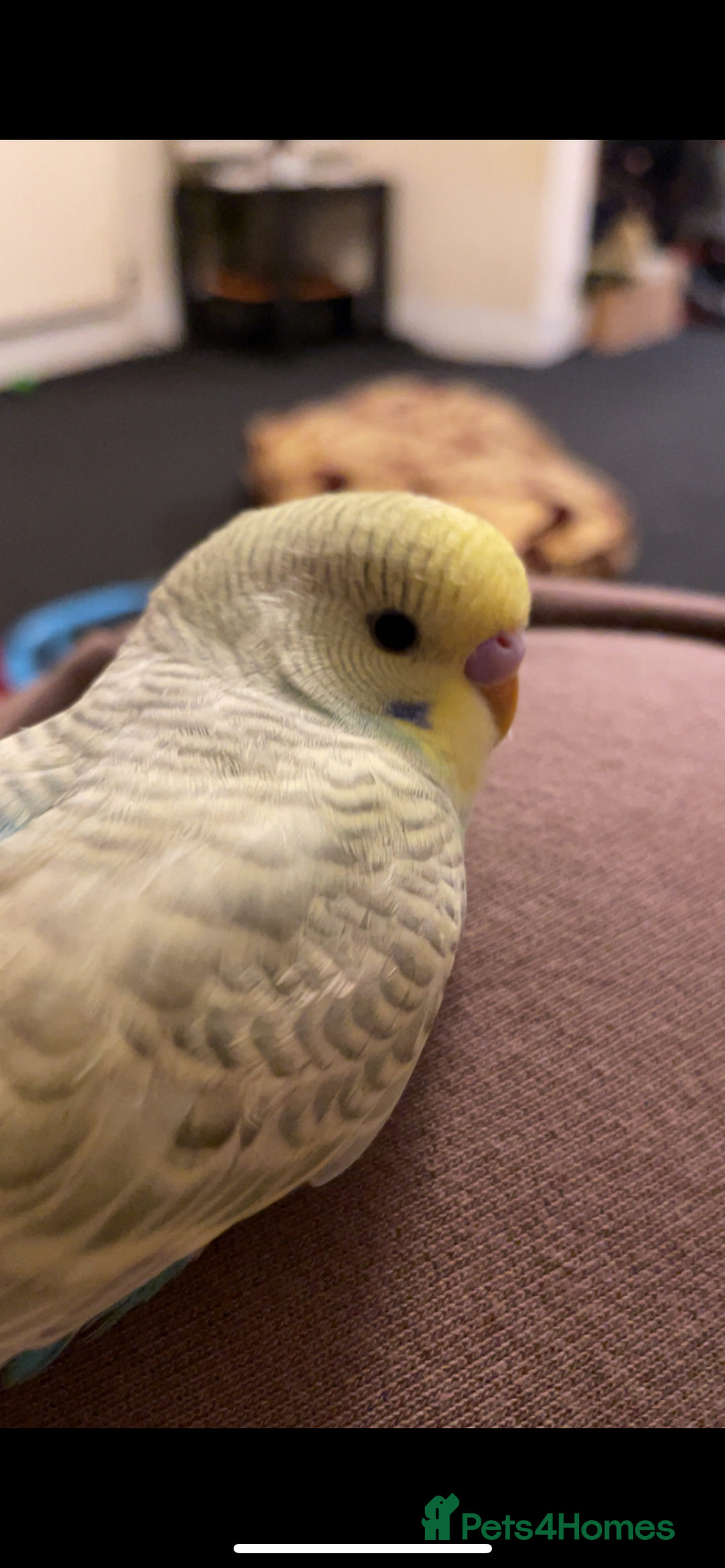 Budgerigars birds for sale: 2 Hand tamed budgies + cage  - Image 6