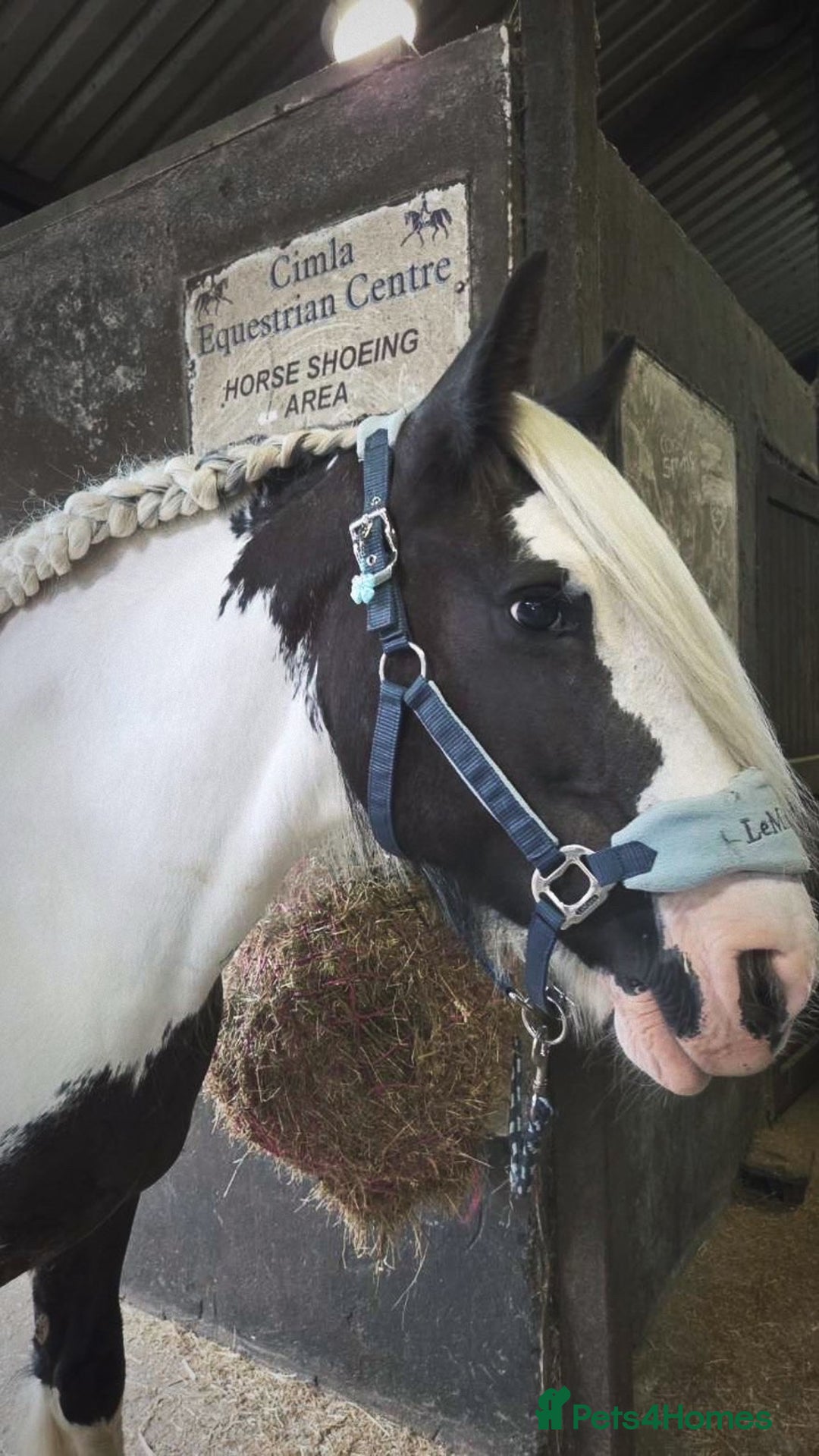 Irish Cob horses for sale: Heartbreaking sale  - Advert 5