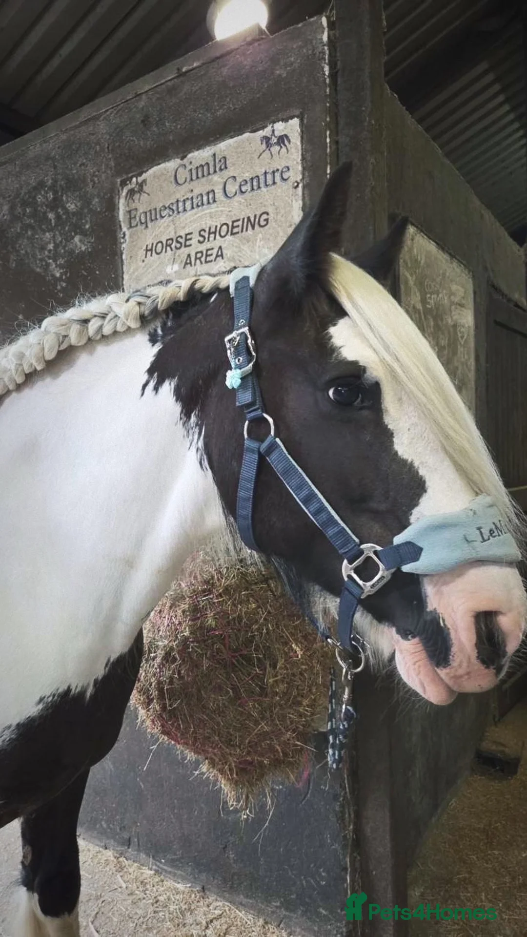 Irish Cob horses for sale: Heartbreaking sale  - Advert 5