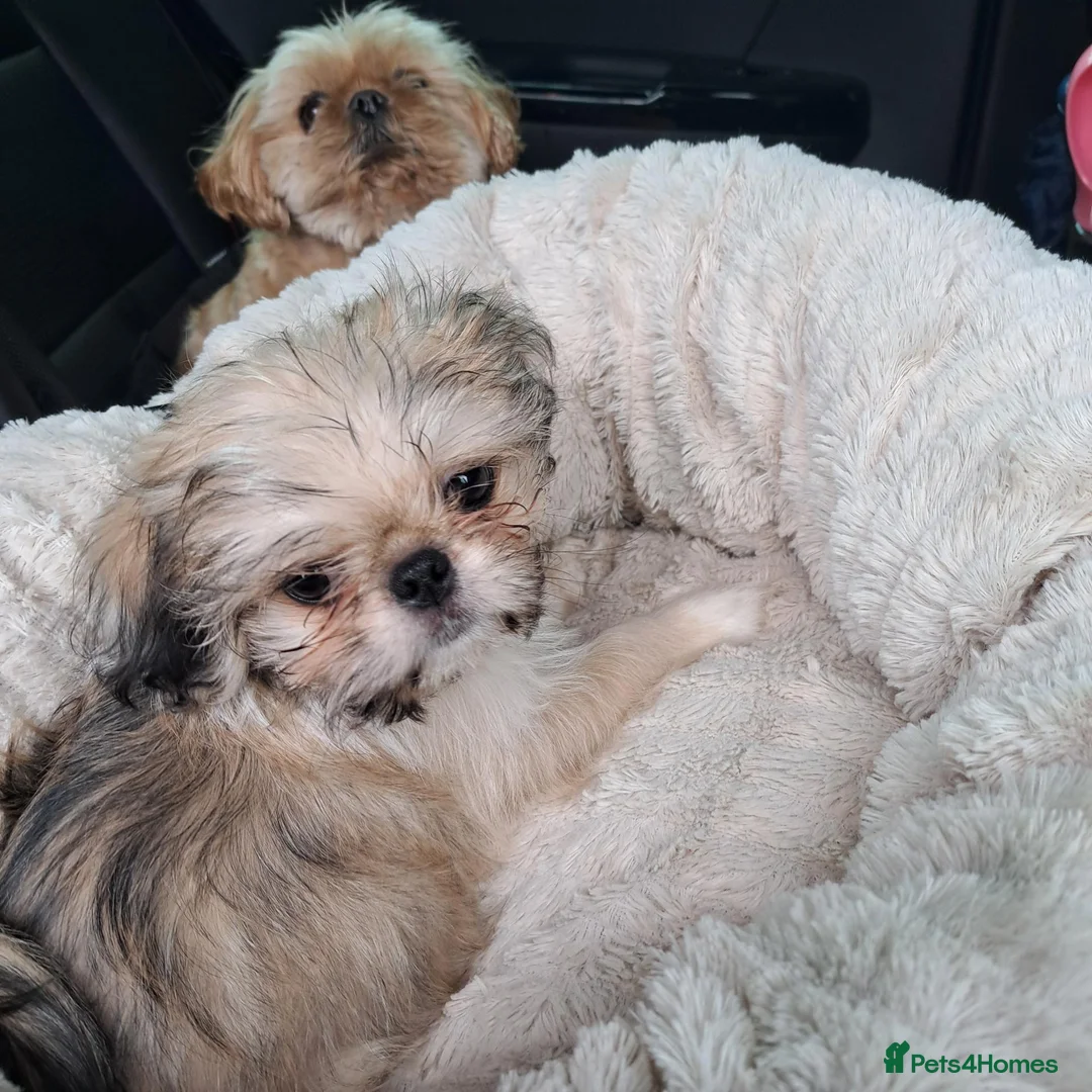 Mixed Breed dogs for sale: Shug for sale - Advert 2
