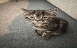 Mixed Breed cats for sale: 1 female tabby & 1 female calico  - Image 2