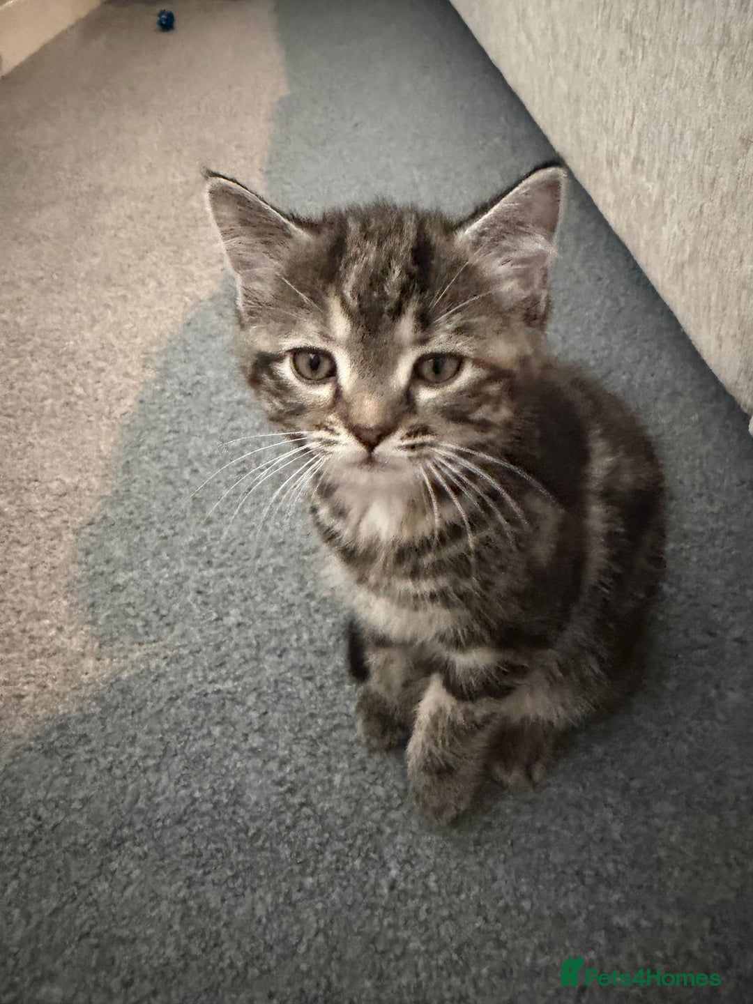 Mixed Breed cats for sale: 1 female tabby & 1 female calico  - Image 2